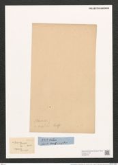 Navicula placentula var. anglica (Ralfs.) Grun. (de-Toni-Nr.: Genus 1, Species 137) Zeichnungen Sammlung Grunow (NHMW-BOT-W0366734)
